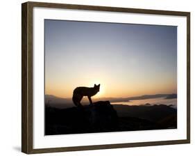 Fox and Sunrise-null-Framed Photographic Print