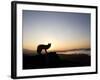 Fox and Sunrise-null-Framed Photographic Print