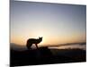 Fox and Sunrise-null-Mounted Photographic Print