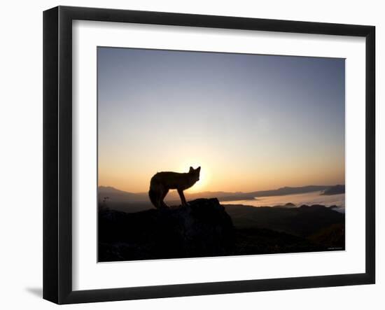 Fox and Sunrise-null-Framed Photographic Print