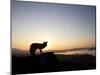 Fox and Sunrise-null-Mounted Photographic Print