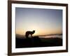 Fox and Sunrise-null-Framed Photographic Print