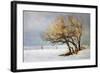 Fox and Winter Oak-Chris Vest-Framed Art Print