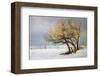 Fox and Winter Oak-Chris Vest-Framed Art Print