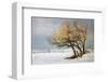 Fox and Winter Oak-Chris Vest-Framed Art Print