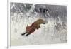 Fox Being Chased Through the Snow-Bruno Andreas Liljefors-Framed Giclee Print