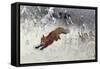 Fox Being Chased Through the Snow-Bruno Andreas Liljefors-Framed Stretched Canvas