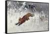 Fox Being Chased Through the Snow-Bruno Andreas Liljefors-Framed Stretched Canvas