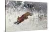 Fox Being Chased Through the Snow-Bruno Andreas Liljefors-Stretched Canvas