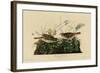 Fox Colored Sparrow-null-Framed Giclee Print