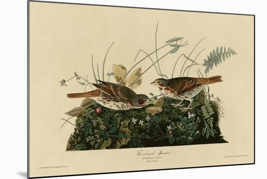 Fox Colored Sparrow-null-Mounted Giclee Print