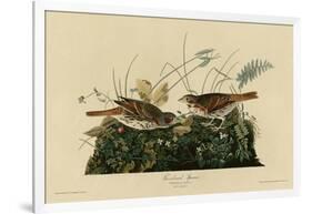 Fox Colored Sparrow-null-Framed Giclee Print