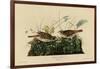 Fox Colored Sparrow-null-Framed Giclee Print