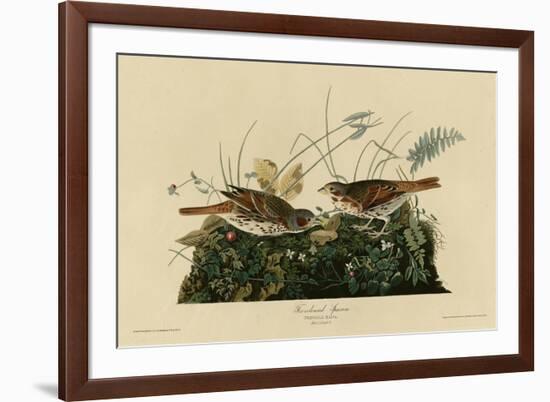 Fox Colored Sparrow-null-Framed Giclee Print