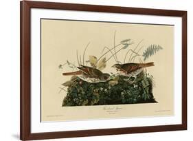 Fox Colored Sparrow-null-Framed Giclee Print