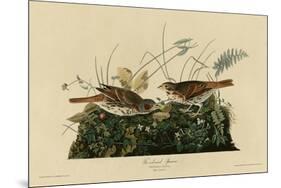 Fox Colored Sparrow-null-Mounted Premium Giclee Print