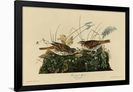 Fox Colored Sparrow-null-Framed Premium Giclee Print