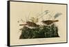 Fox Colored Sparrow-null-Framed Stretched Canvas