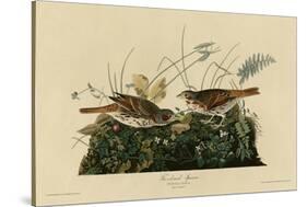 Fox Colored Sparrow-null-Stretched Canvas