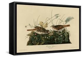 Fox Colored Sparrow-null-Framed Stretched Canvas