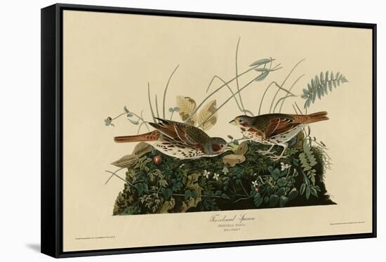 Fox Colored Sparrow-null-Framed Stretched Canvas