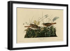 Fox Colored Sparrow-null-Framed Premium Giclee Print