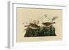 Fox Colored Sparrow-null-Framed Premium Giclee Print