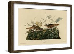 Fox Colored Sparrow-null-Framed Giclee Print