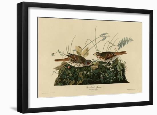 Fox Colored Sparrow-null-Framed Giclee Print