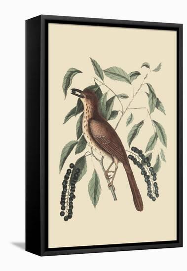 Fox Colored Thrush-Mark Catesby-Framed Stretched Canvas
