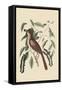 Fox Colored Thrush-Mark Catesby-Framed Stretched Canvas