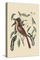 Fox Colored Thrush-Mark Catesby-Stretched Canvas