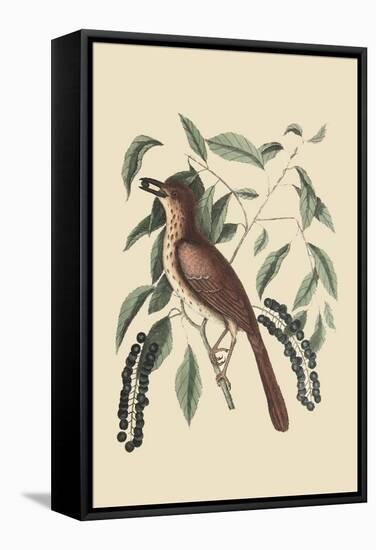 Fox Colored Thrush-Mark Catesby-Framed Stretched Canvas