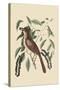 Fox Colored Thrush-Mark Catesby-Stretched Canvas