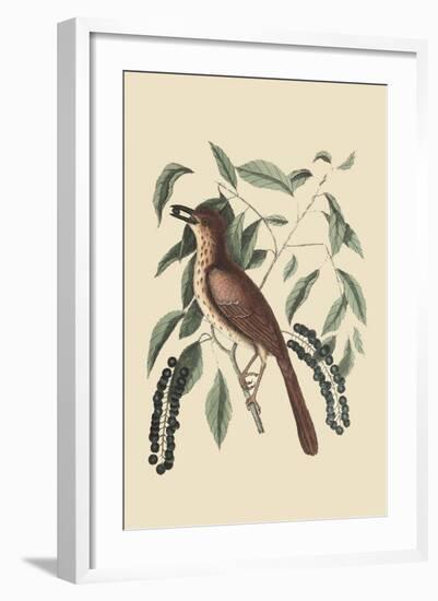 Fox Colored Thrush-Mark Catesby-Framed Art Print