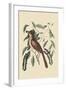 Fox Colored Thrush-Mark Catesby-Framed Art Print