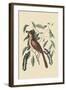 Fox Colored Thrush-Mark Catesby-Framed Art Print