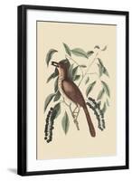 Fox Colored Thrush-Mark Catesby-Framed Art Print