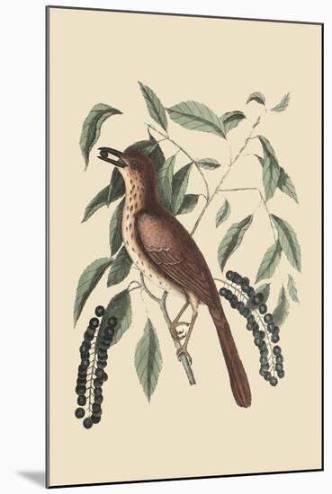 Fox Colored Thrush-Mark Catesby-Mounted Art Print