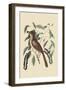 Fox Colored Thrush-Mark Catesby-Framed Art Print