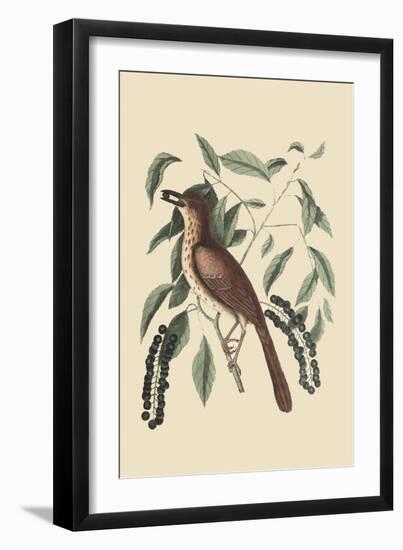 Fox Colored Thrush-Mark Catesby-Framed Art Print