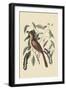 Fox Colored Thrush-Mark Catesby-Framed Art Print