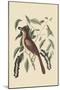 Fox Colored Thrush-Mark Catesby-Mounted Art Print