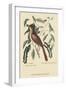 Fox Colored Thrush-Mark Catesby-Framed Art Print