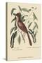 Fox Colored Thrush-Mark Catesby-Stretched Canvas