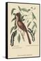 Fox Colored Thrush-Mark Catesby-Framed Stretched Canvas