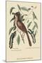 Fox Colored Thrush-Mark Catesby-Mounted Art Print