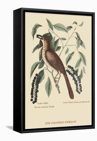 Fox Colored Thrush-Mark Catesby-Framed Stretched Canvas