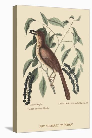 Fox Colored Thrush-Mark Catesby-Stretched Canvas