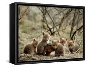 Fox Cubs-null-Framed Stretched Canvas